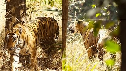MP News: वाइल्ड लाइफ फोटोग्राफर चेतन घरपुरे ने बाघ को कैमरे में किया कैद, देखें वायरल वीडियो घरपुरे ने बाघ को कैमरे में किया कैद