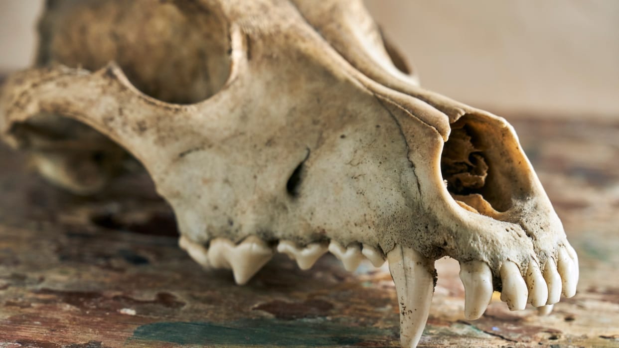 Ancient Buried Bear Fossil Became Mummy Know Interesting Facts in Hindi
