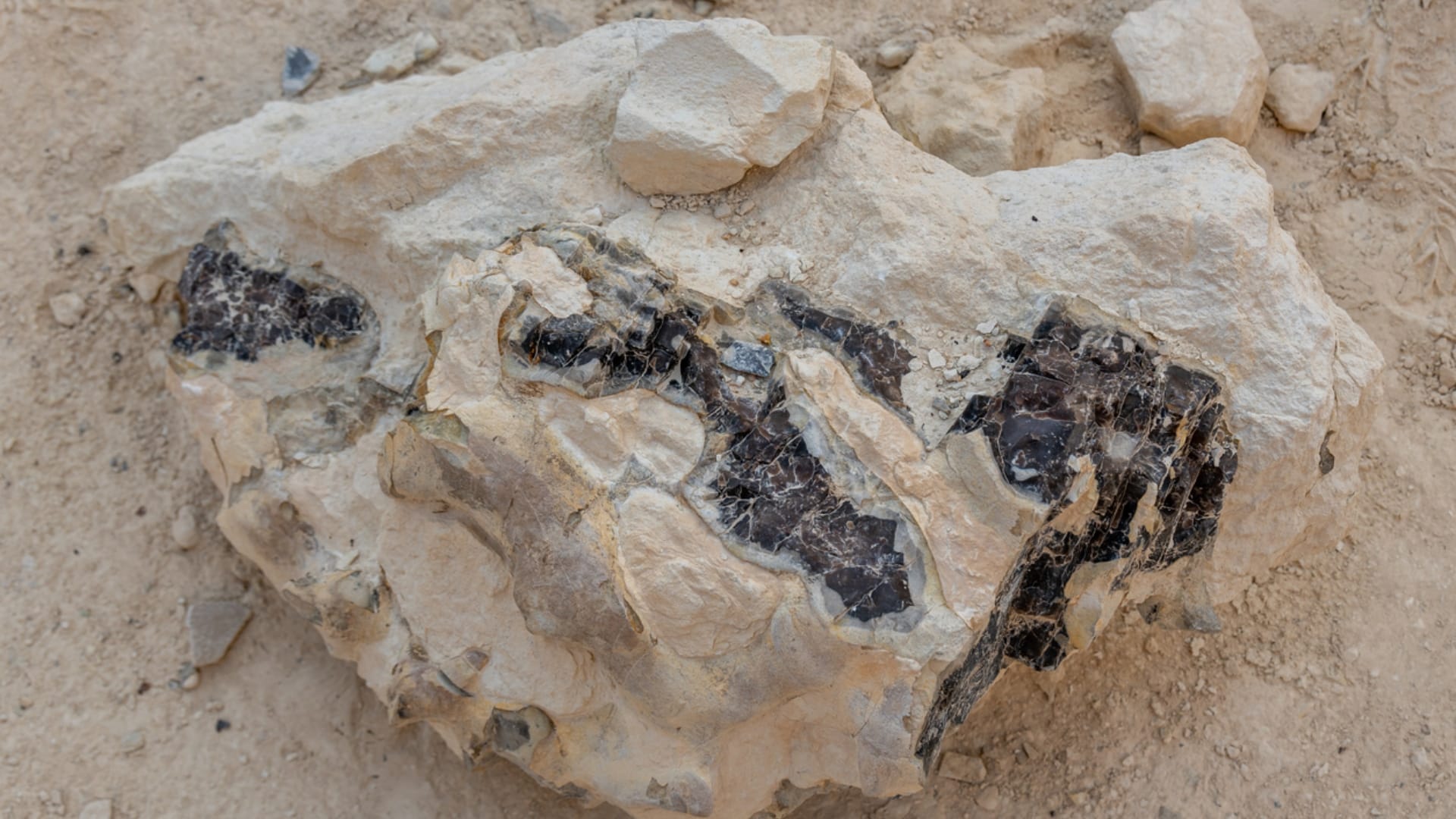 Ancient Buried Bear Fossil Became Mummy Know Interesting Facts in Hindi