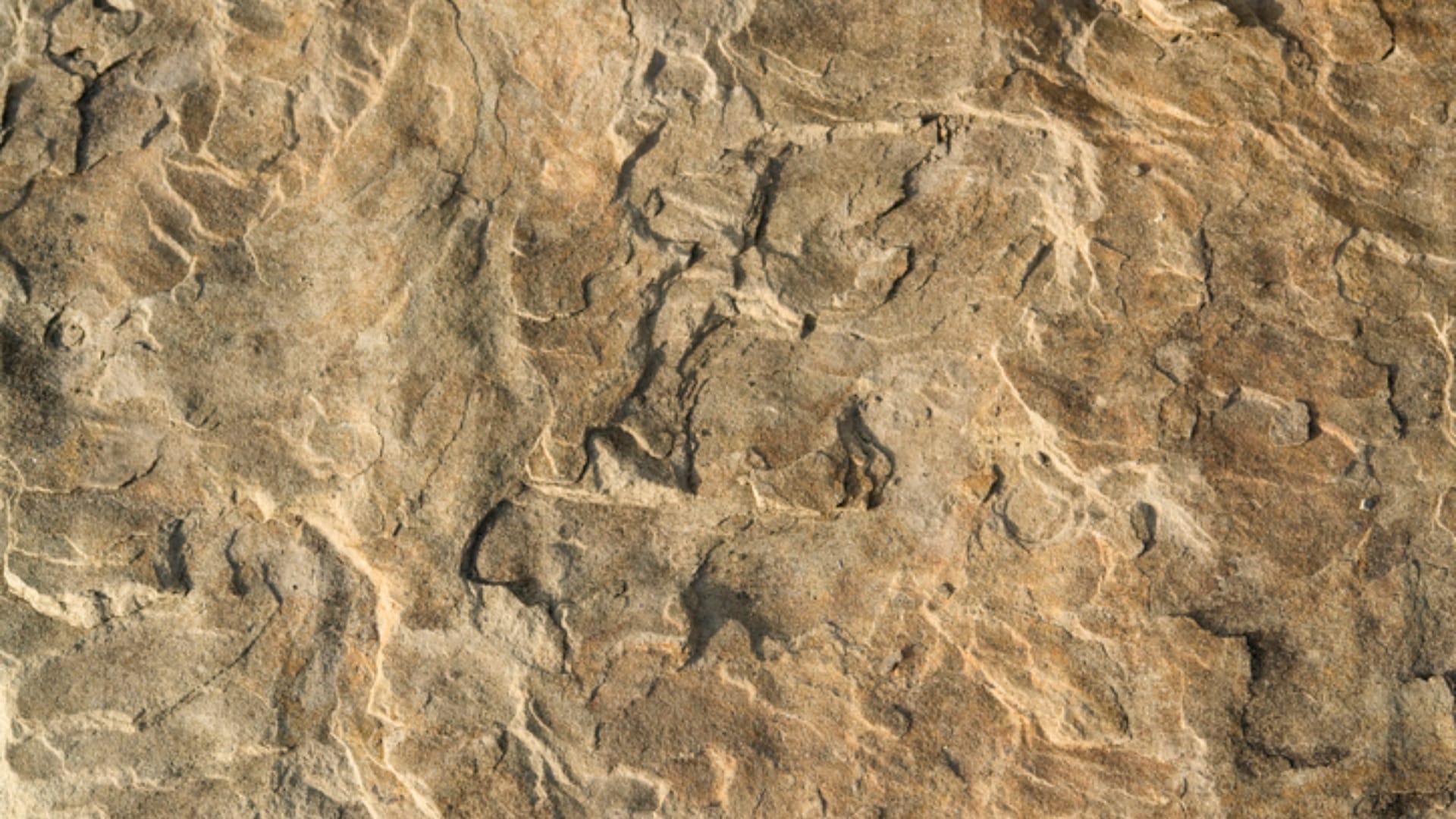 Ancient Buried Bear Fossil Became Mummy Know Interesting Facts in Hindi