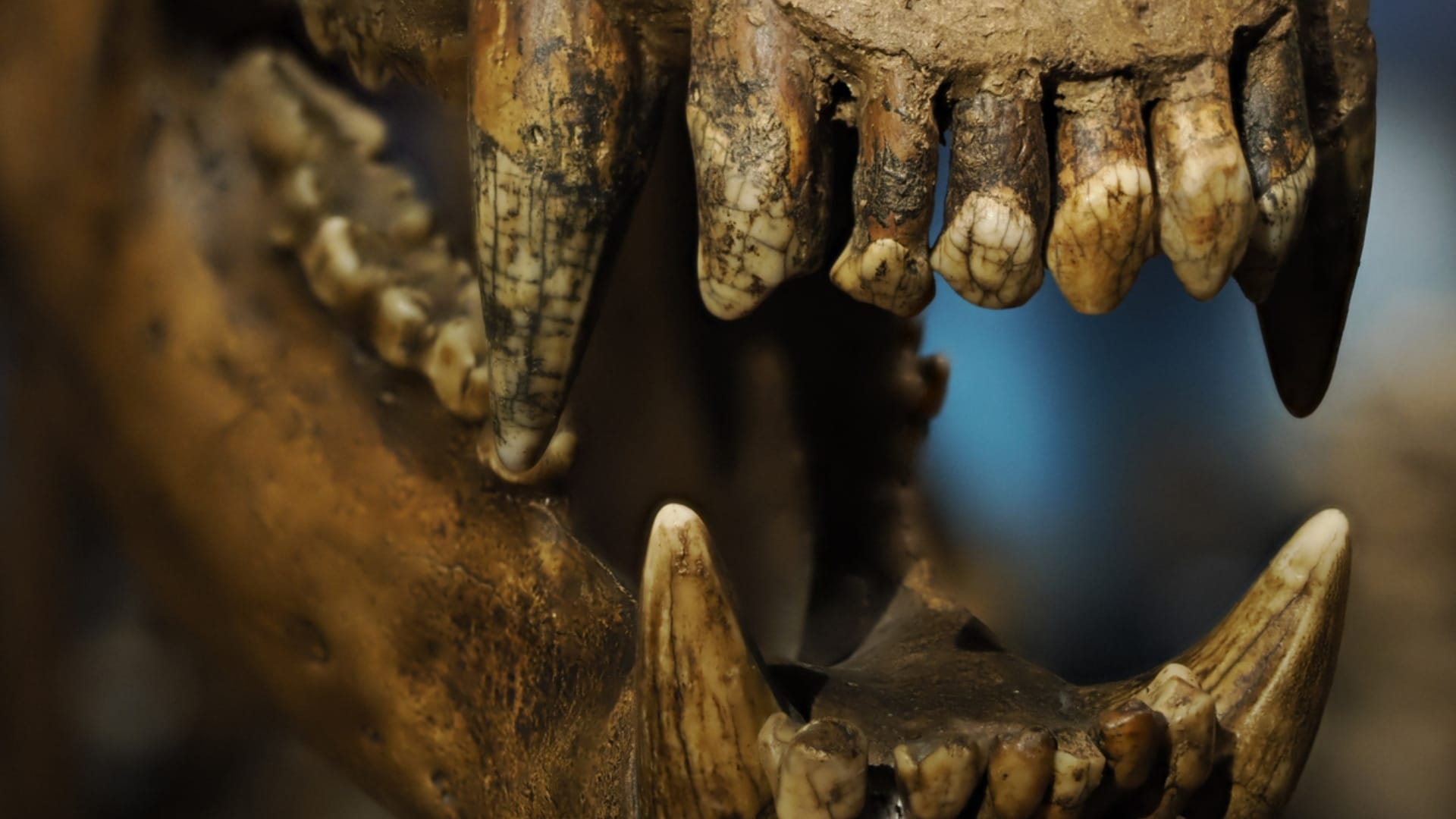 Ancient Buried Bear Fossil Became Mummy Know Interesting Facts in Hindi