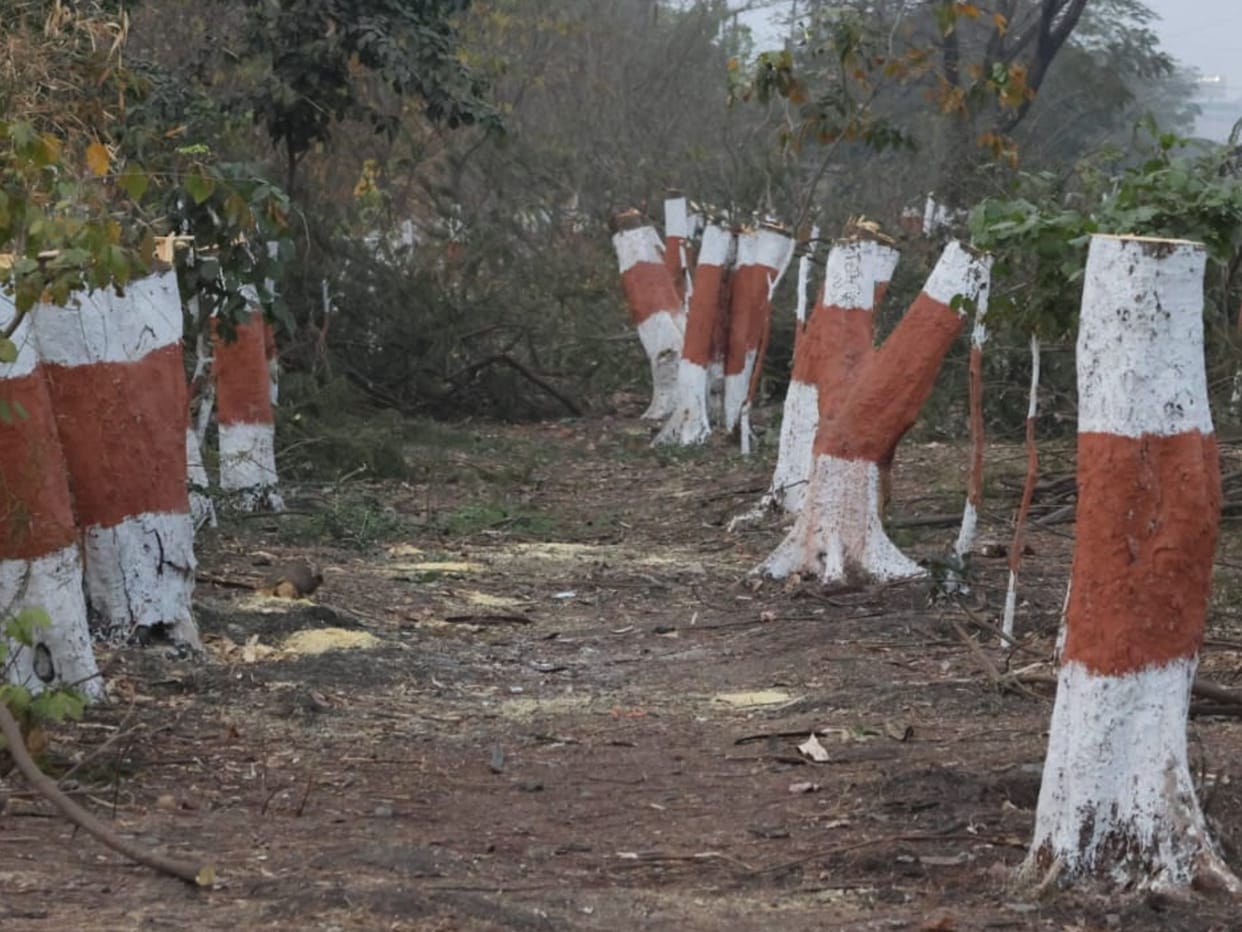 First cut trees for sewerage line in green belt, now ax again for bridge