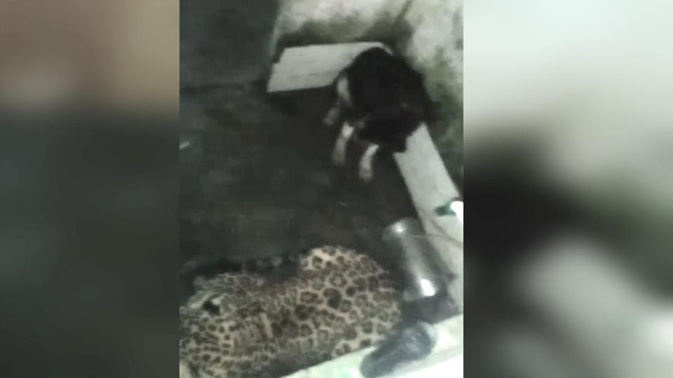 Uttarakhand Unique News Story leopard and Dog locked together in Toilet whole night in Tehri