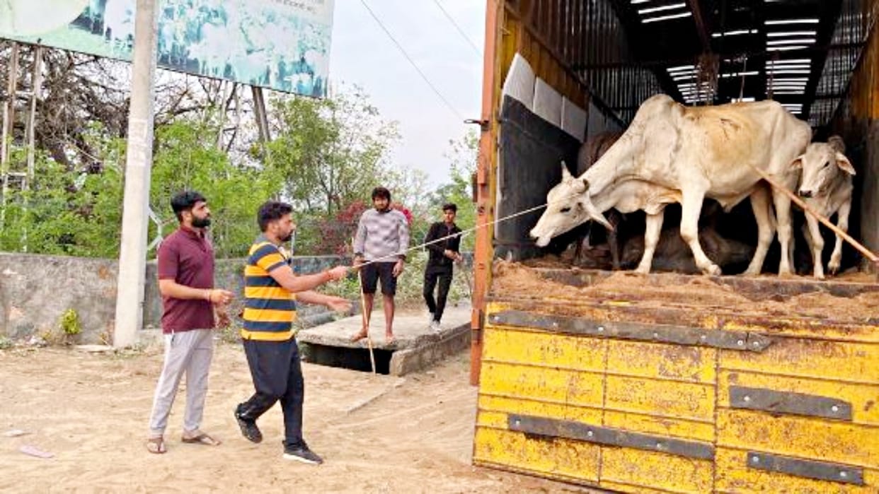 Gau sevaks caught a container full of cattle in Tonk