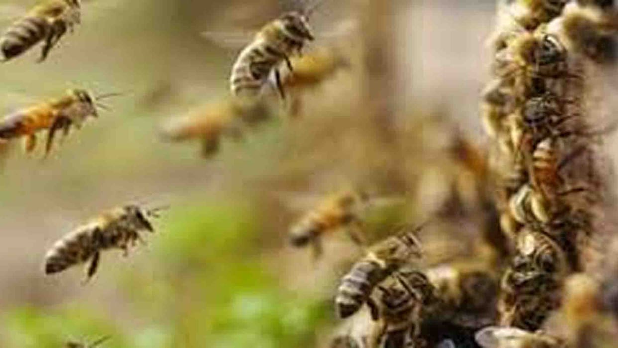 Hardoi: 12 people injured due to Bees attack