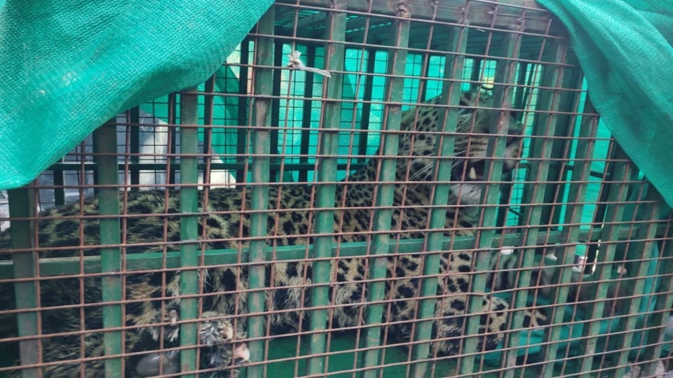 Pauri News Leopard imprisoned in cage in Gosil village crowd gathers to see