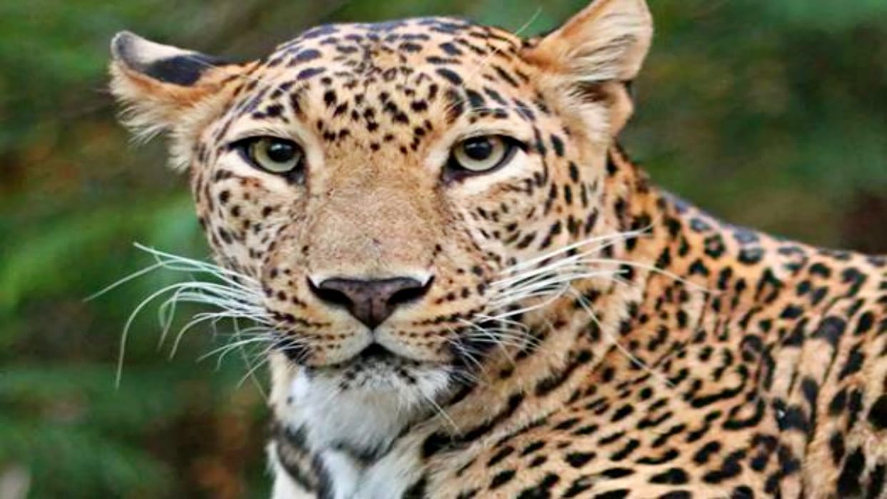 Panther dies after colliding with train in Vishdhari Tiger Reserve area