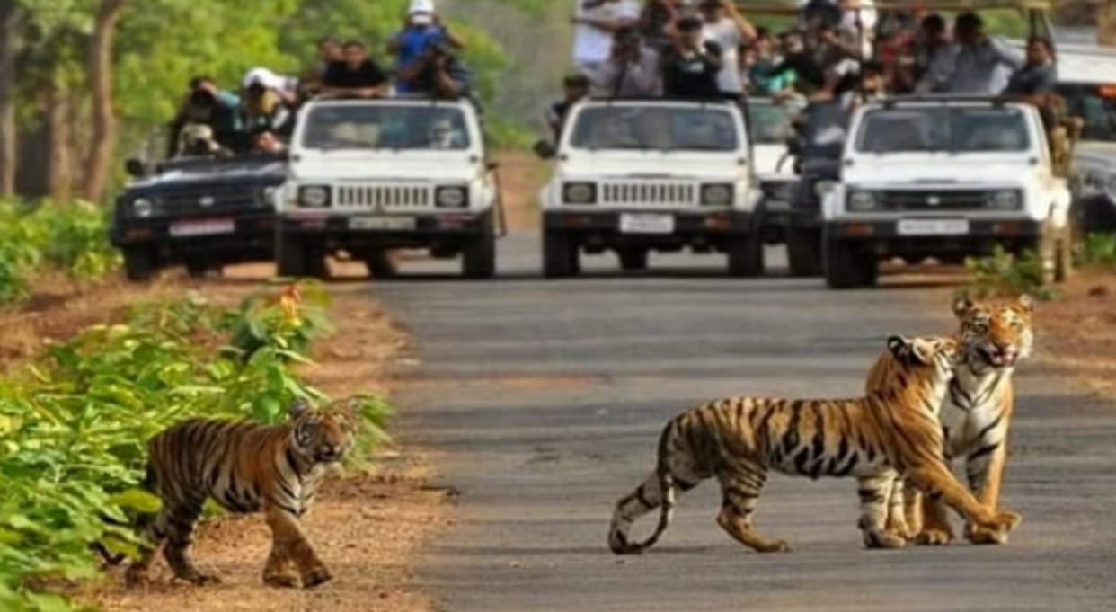 Rajaji Tiger Reserve: Tourists having beer party by entering the restricted area
