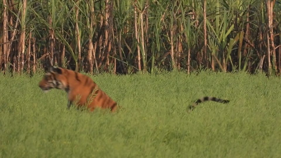 tiger jumped into the mustard farm to catch the rat caught on camera in pilibhit