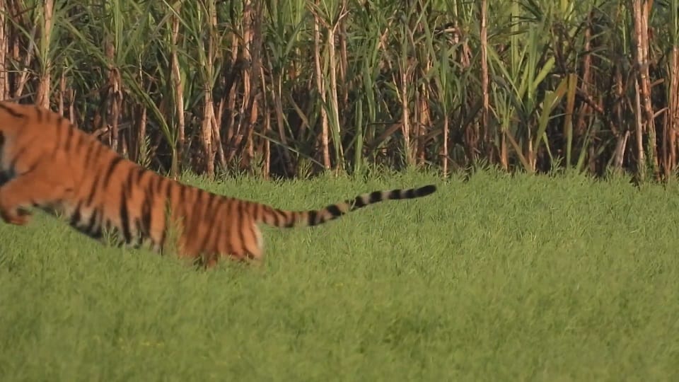 tiger jumped into the mustard farm to catch the rat caught on camera in pilibhit