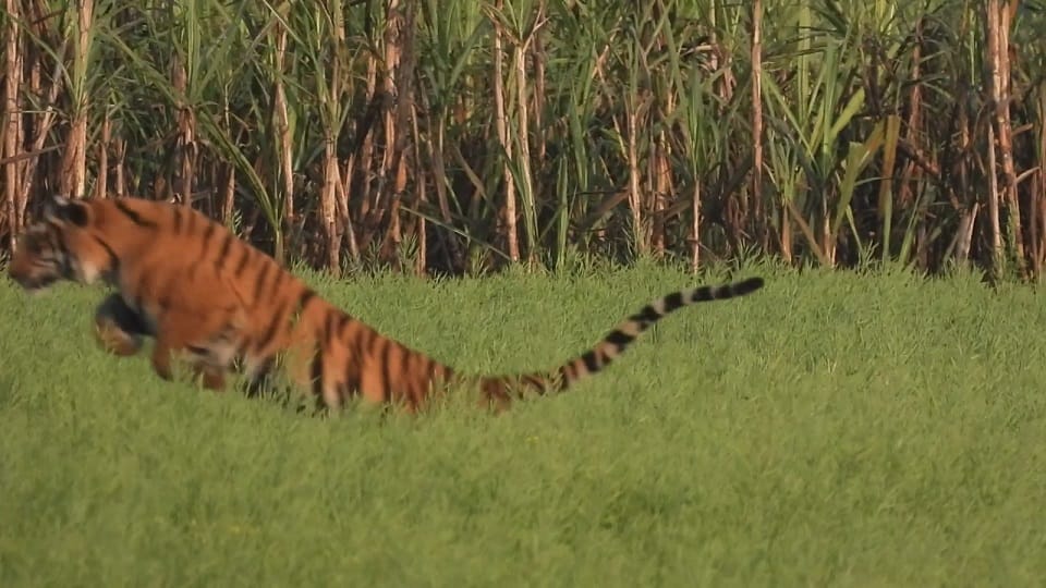 Farmers play loud music system to avoid tiger attack in Pilibhit