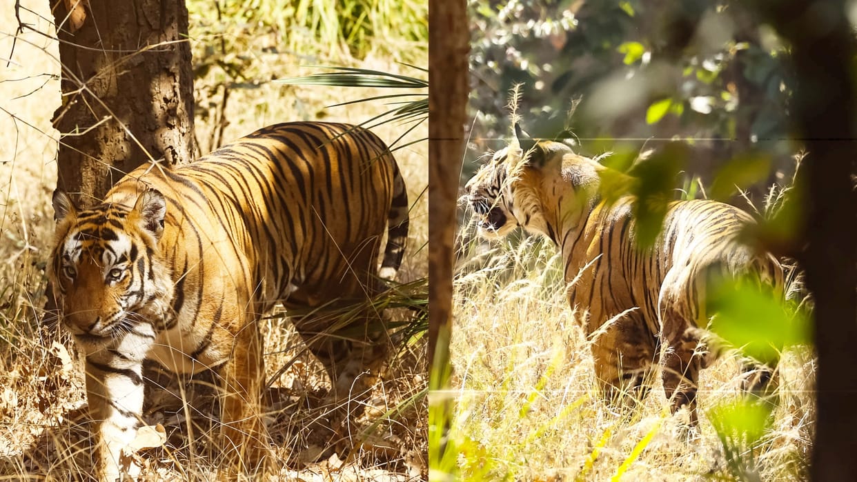 MP News Video of wild life photographer Chetan Gharpure tiger is going viral on social media