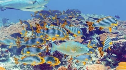 जैव विविधता