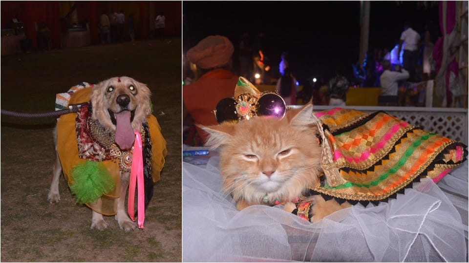 dogs and 56 exotic cats enthralled the fashion show