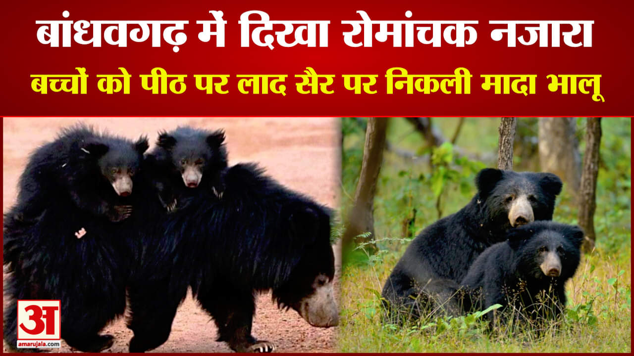 बच्चों को पीठ पर लादकर सैर पर निकली मादा भालू