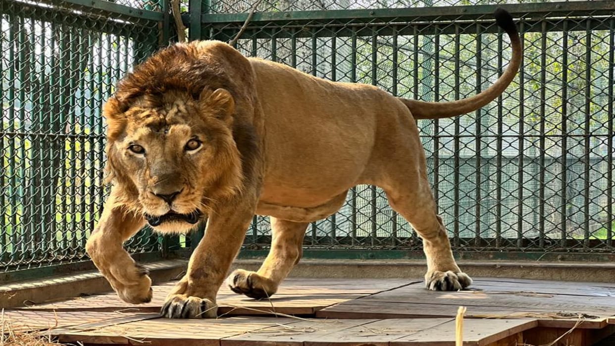 Gorakhpur Zoo injured Pataudi lion returned to enclosure