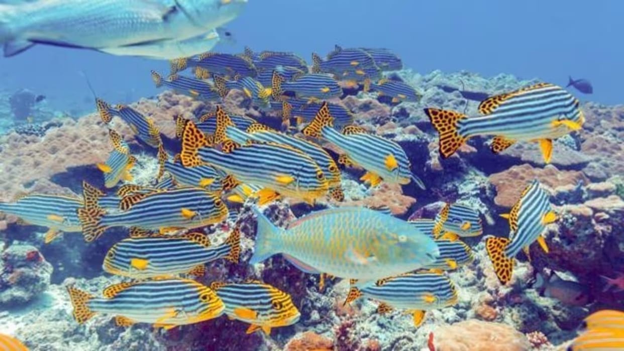 UN agrees high seas treaty to protect ocean life