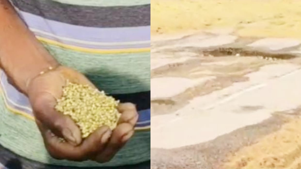 Rajasthan Farmers crops damaged due to unseasonal rains in Rajasthan Hadoti