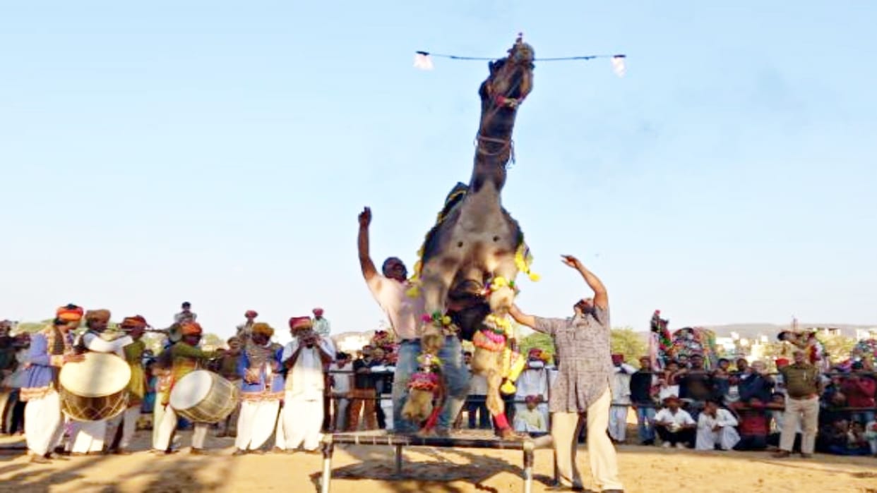 Camel shows stunts at Pushkar International Holi Festival