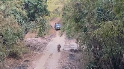 बांधवगढ़ टाइगर रिजर्व एरिया में दिखा बजरंग