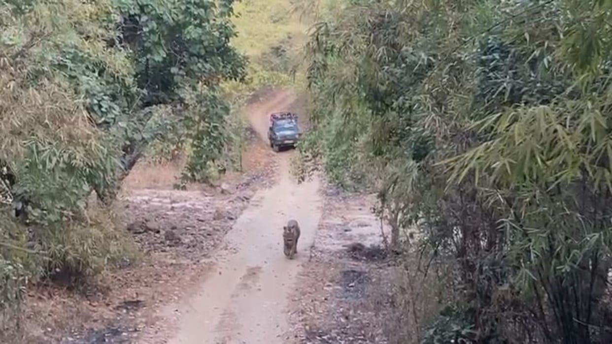Umaria News Bajrang seen in Bandhavgarh Tiger Reserve area tourists were thrilled to see stoned trick