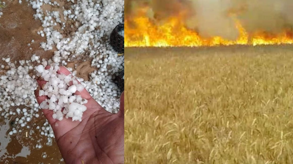Ujjain Weather: Unseasonal rain caused damage to farmers wheat crop damaged due to hailstorm fire in the field