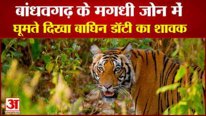 Tigress Dottie's cub seen walking in the forest in Magadhi Zone of Bandhavgarh Tiger Reserve