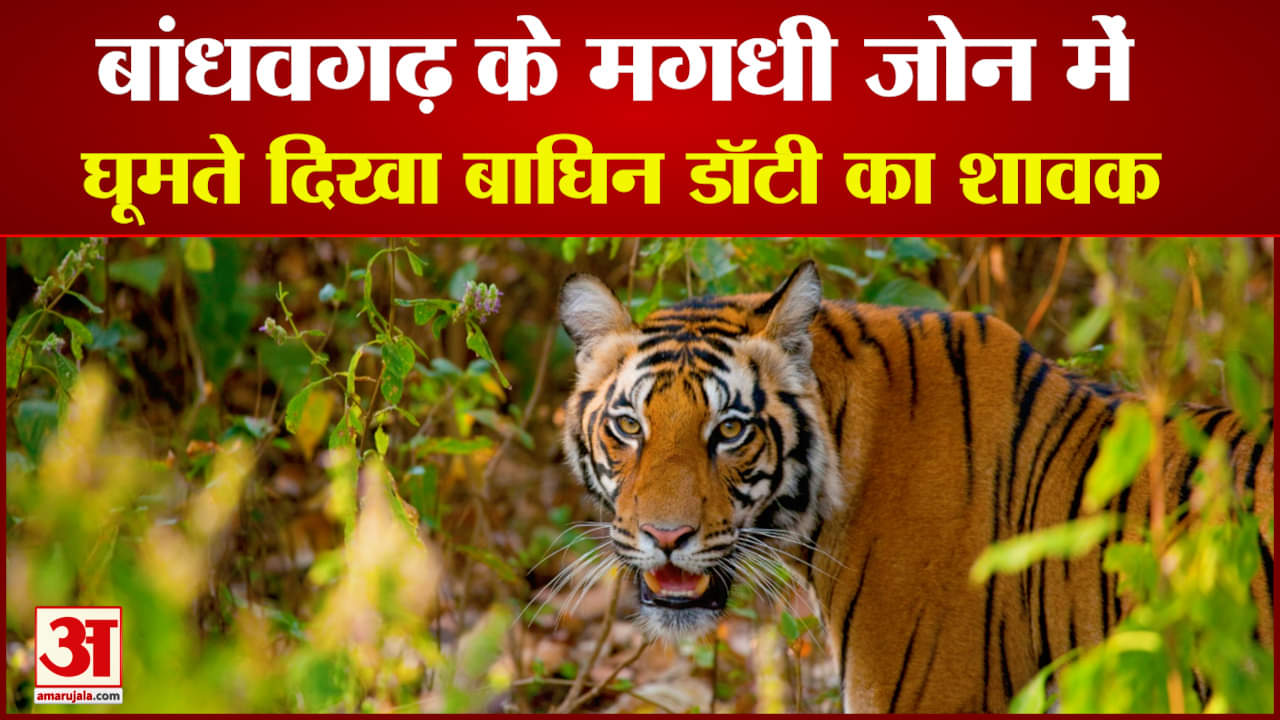 बांधवगढ़ टाइगर रिजर्व