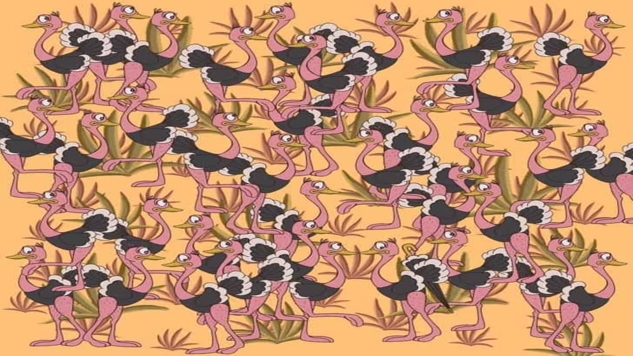 Optical Illusion: Can you spot an umbrella among the ostriches in 7 seconds? brain teaser picture puzzle