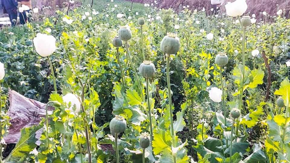 CM flying squad caught poppy cultivation in Morni of Haryana