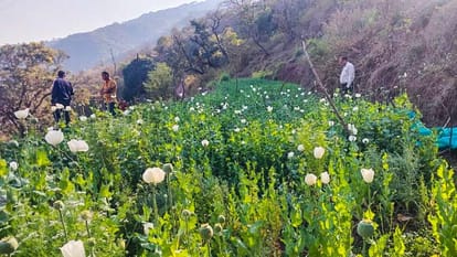 CM flying squad caught poppy cultivation in Morni of Haryana