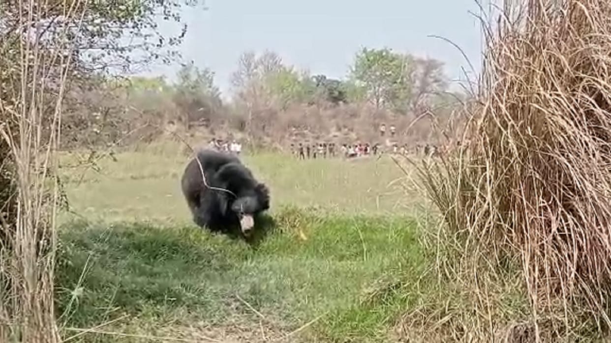 A herd of bears reached Pratapgarh, a crowd of villagers gathered to see, the forest department locked them in