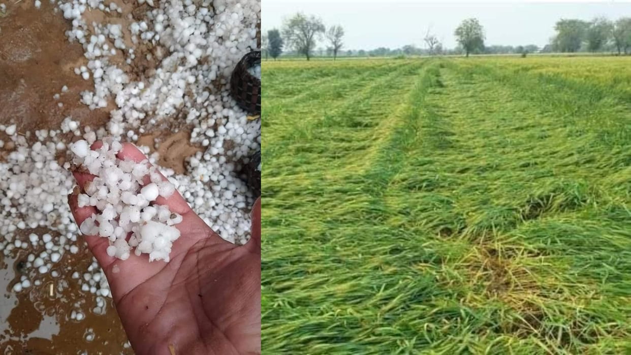 The weather suddenly changed on Monday evening, rain accompanied by strong winds, crops were stuck due to hail
