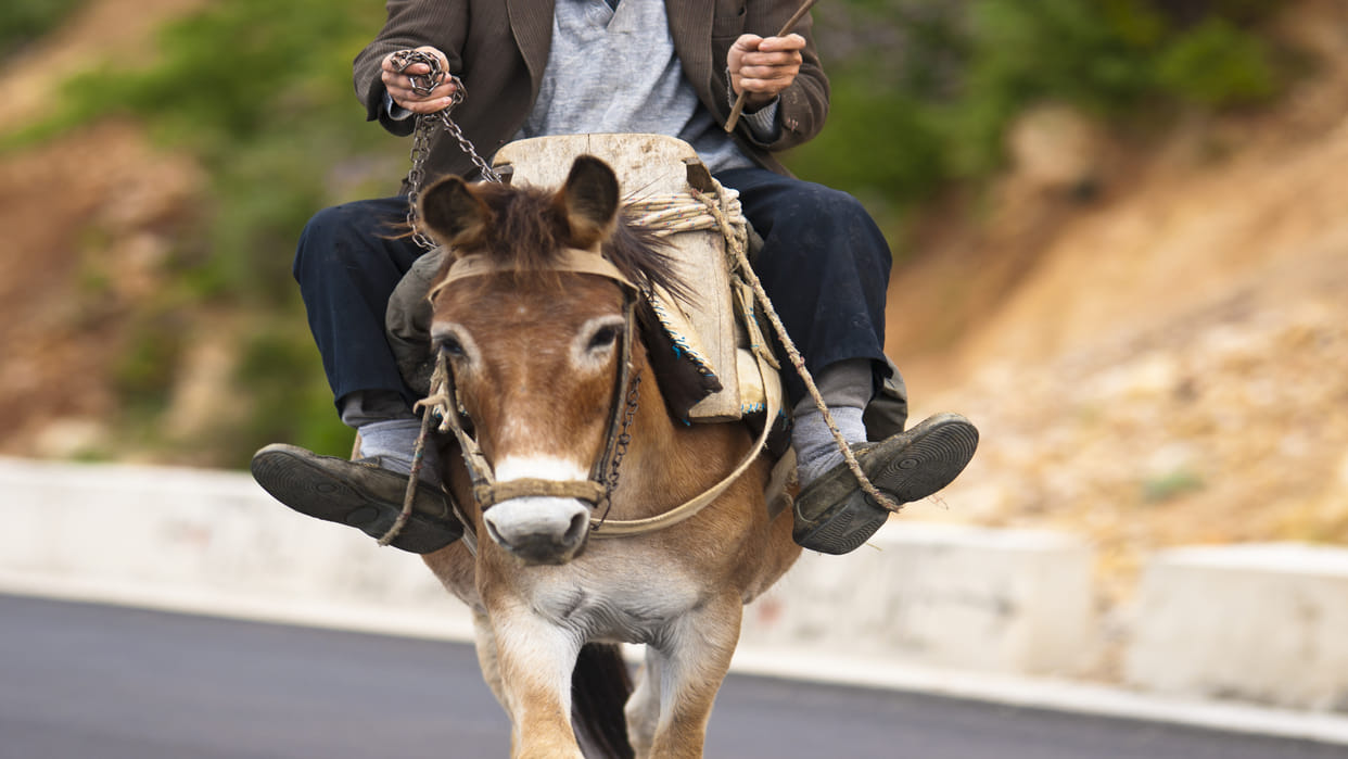 Unique Holi Tradition in Maharashtra Where Son in Law Sits on Donkey Know Facts Holi 2023