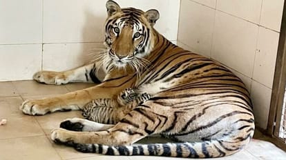 बाघिन दुर्गा ने दो शावकों को दिया जन्म