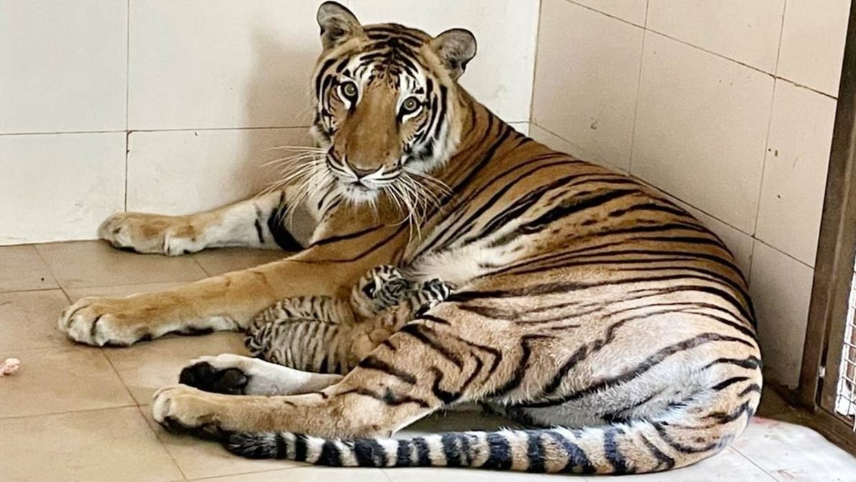 Tigress Durga became mother for the first time in Gandhi Zoological Park, special care is being taken