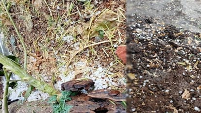 Crops were damaged due to hailstorm accompanied by rain in several districts including Agra