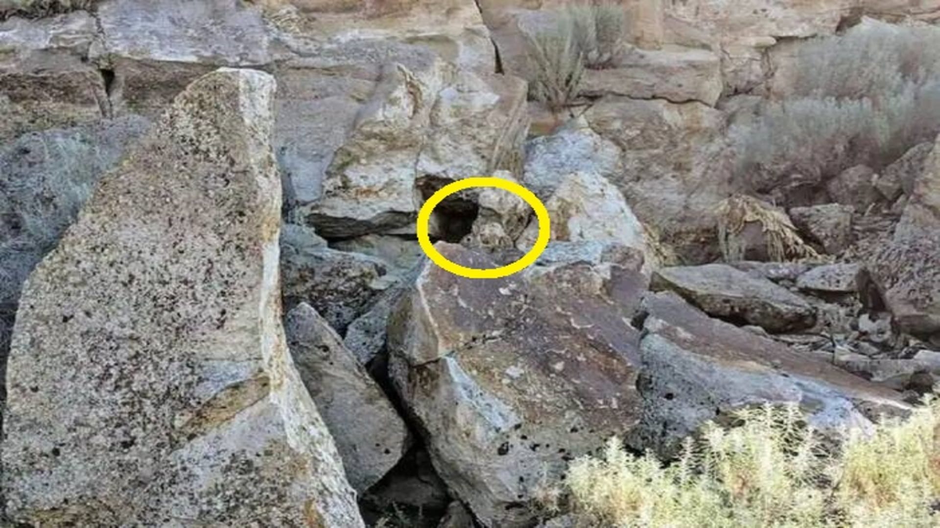 Optical Illusion Test: You Have 7 Seconds To Find The Hidden Animal On The Rocks