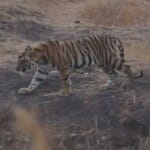 बांधवगढ़ टाइगर रिजर्व के जंगल के खितौली जोन में दिखा शावक।