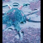 enzyme