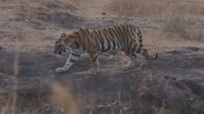 बांधवगढ़ टाइगर रिजर्व के जंगल के खितौली जोन में दिखा शावक।