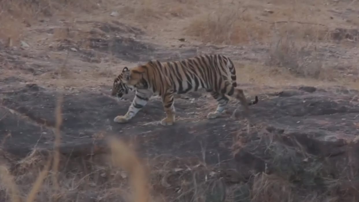 India have 70% tigers of whole world, read interesting facts about tigers and reserves