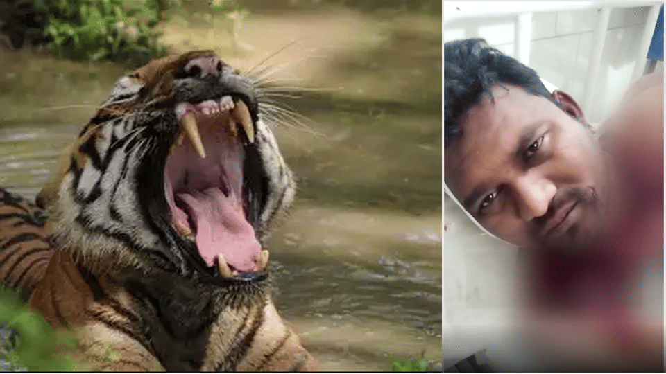 tiger attack khandwa indore farmer poison