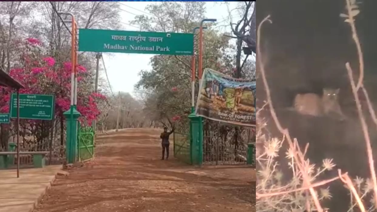 Leopard seen before release of tiger in Madhav National Park, passers-by made video