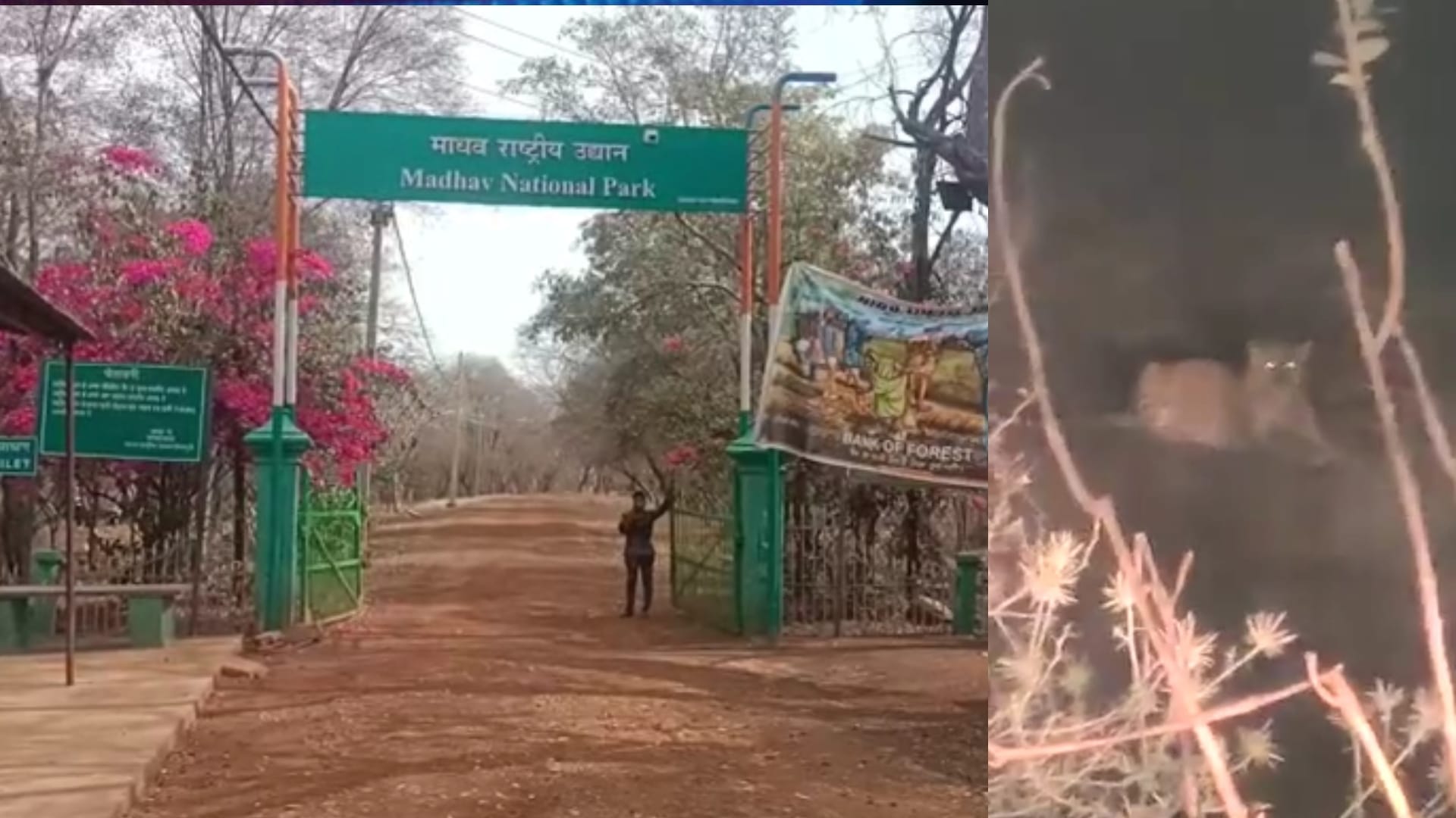 माधव नेशनल पार्क में दिखा तेंदुआ