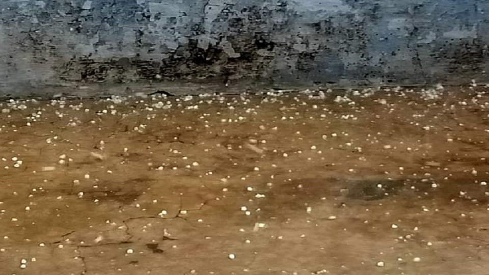 Crops sown due to hailstorm and rain water filled in the fields