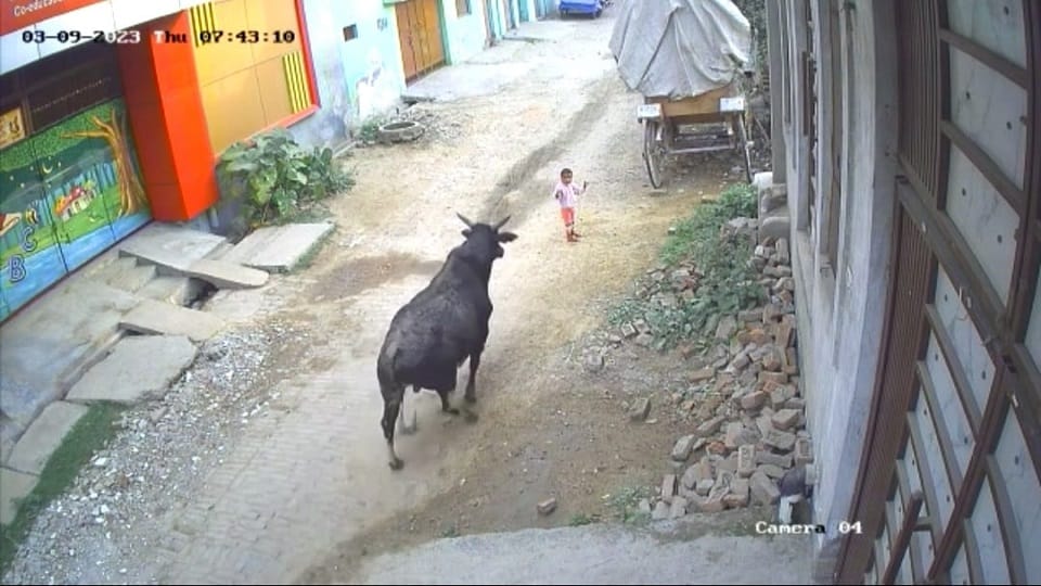 innocent walking with Baba bull hit him sat on top