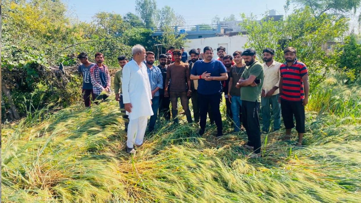 Sehore: Rain again in Sehore, troubled by storm and rain, farmers said - the color of wheat will fade