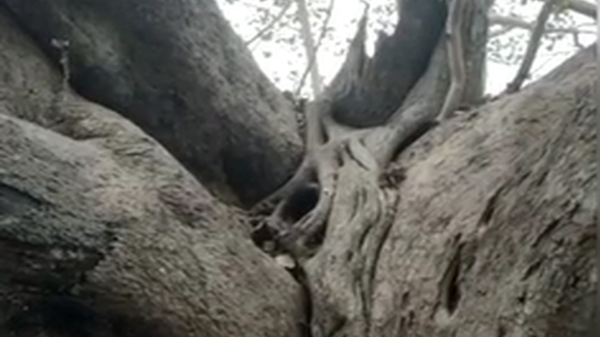 150 pythons live on 200-year-old peepal tree in janjgir-champa