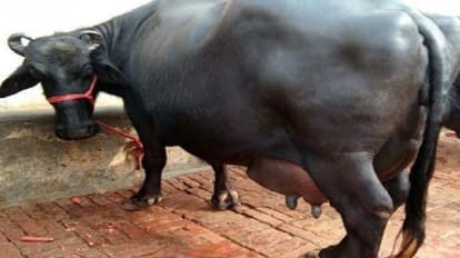 Husband beat wife for not giving buffalo and bike in dowry 10 years ago and case registered